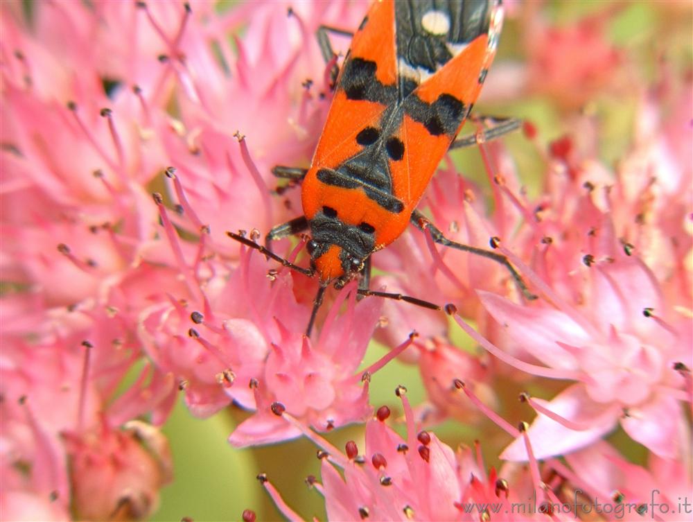 Campiglia Cervo (Biella, Italy) - Probably Lygaeus simulans on Sedum flowers